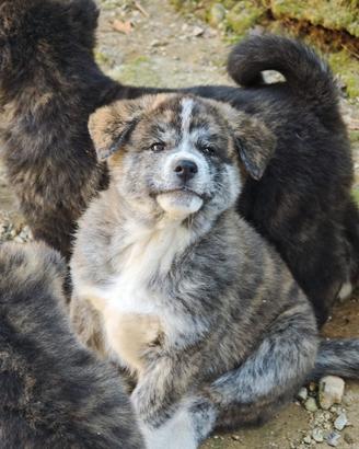 Cucciola tigrata Akita inu