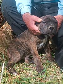 Cuccioli di cane corso