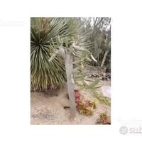 Piante grasse siciliane Opuntia consolea rubescens