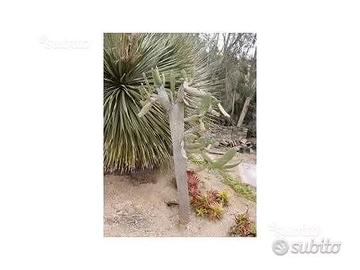 Piante grasse siciliane Opuntia consolea rubescens