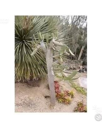 Piante grasse siciliane Opuntia consolea rubescens