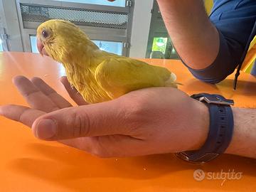 Pulli parrocchetti dal collare