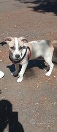 Cucciolo maschio di 4 mesi