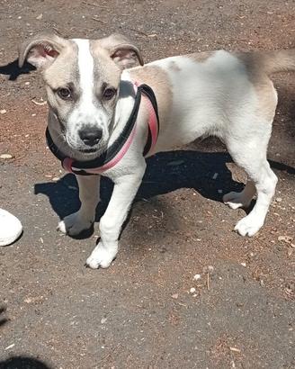 Cucciolo maschio di 4 mesi