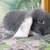 Ariete nano/mini lop