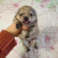 Volpino pomernia cucciolo maschio 2 mesi Pedigree