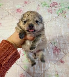 Volpino pomernia cucciolo maschio 2 mesi Pedigree