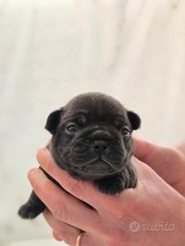 Cuccioli BULLDOG FRANCESE