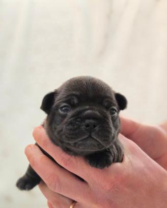 Cuccioli BULLDOG FRANCESE