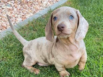 Bassotti cuccioli