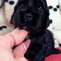 Maschio Cocker Spaniel Inglese