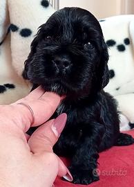 Maschio Cocker Spaniel Inglese