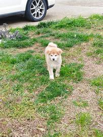 Akita inu selezionati