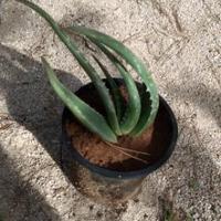 Talee Aloe Vera