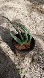 Talee Aloe Vera