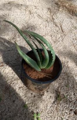 Talee Aloe Vera