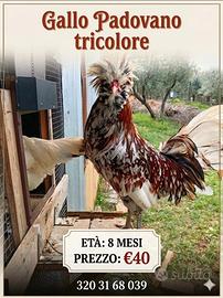 Gallo padovano