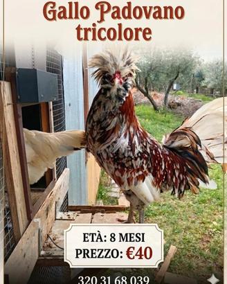 Gallo padovano