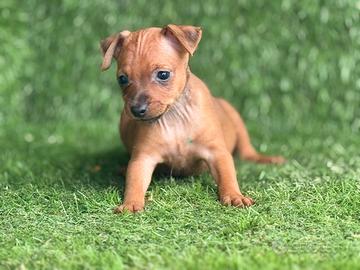Pinscher