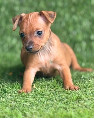 Pinscher