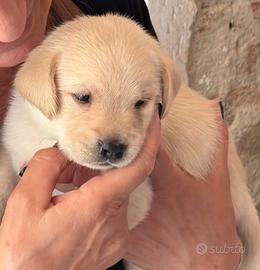 Cuccioli labrador maschi con pedigree