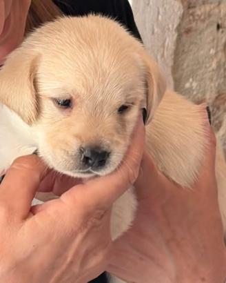Cuccioli labrador maschi con pedigree