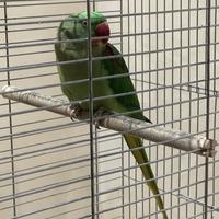 Pappagallo alessandrino