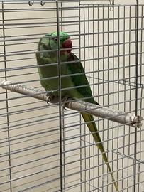 Pappagallo alessandrino