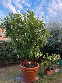 Pianta di limone molto grande in vaso