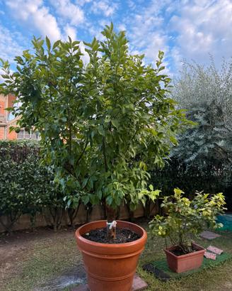 Pianta di limone molto grande in vaso