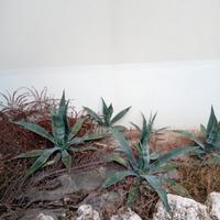 piante da giardino agave 