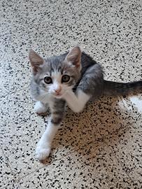 Gattini piccoli