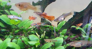 Pesci acquario guppy