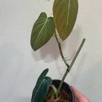 Philodendron melanochrysum