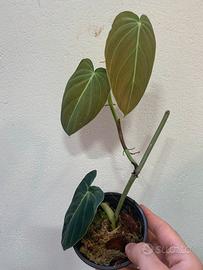 Philodendron melanochrysum