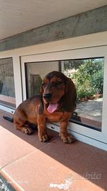 Dachsbracke