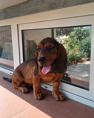 Dachsbracke