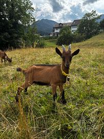 Caprone di razza camosciata delle Alpi