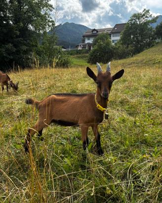 Caprone di razza camosciata delle Alpi