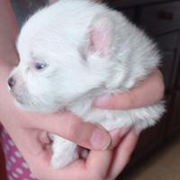 Volpini di Pomerania