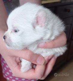 Volpini di Pomerania