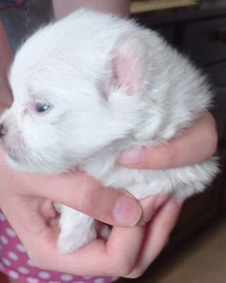 Volpini di Pomerania