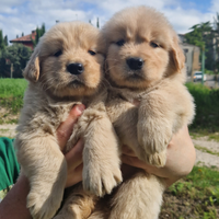 Cuccioli golden retriever americano