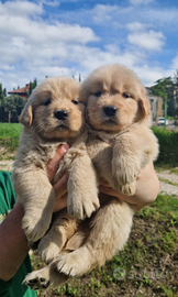Cuccioli golden retriever americano