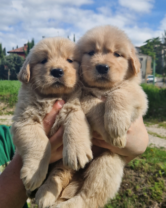 Cuccioli golden retriever americano
