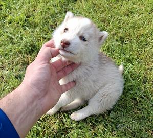 Cucciola di husky
