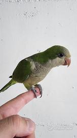 Pullo di parrocchetto Monaco svezzato