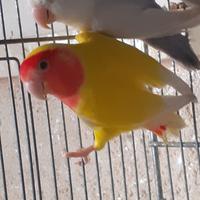 Inseparabili Roseicollis