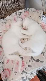 Micette 3 mesi