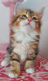 Cuccioli di gatto Siberiano Certificati